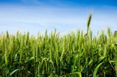 下雨对熟了的小麦有什么影响_下雨对熟了的小麦有什么影响吗