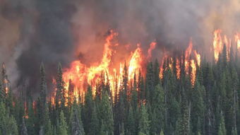 加拿大山火发生的时间？_加拿大山火燃烧时间？