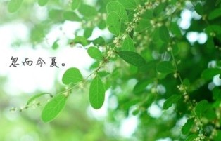 李清照在青州写的词，李清照在和赵明诚退居青州的十年里写过哪些词？